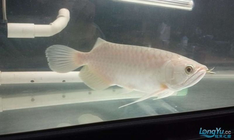 青龍魚飼養難度如何？